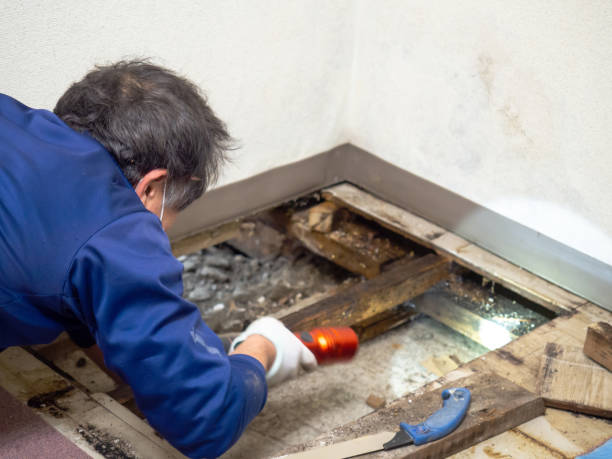 Best Local Mold Removal Service  in Rochelle, IL