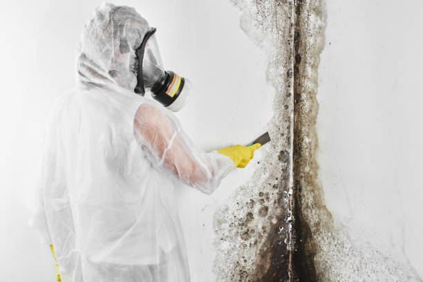 Attic Mold Removal in Rochelle, IL