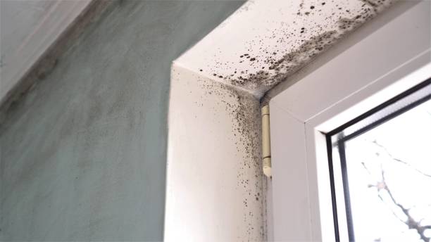 Professional Mold Removal in Rochelle, IL