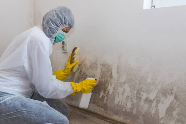 Best Certified Mold Removal  in Rochelle, IL