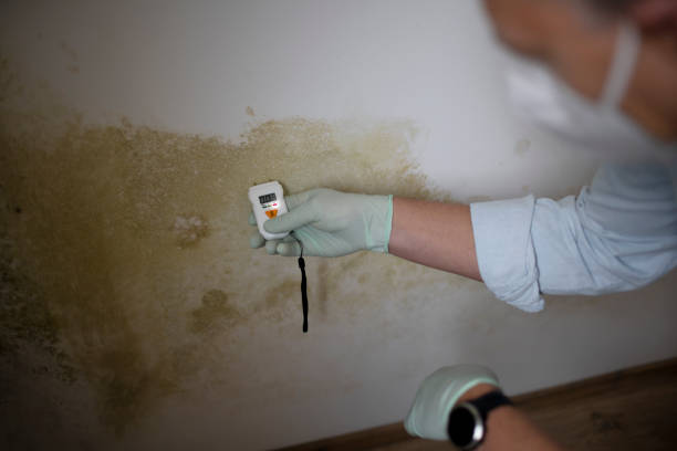 Best Mold Inspection  in Rochelle, IL