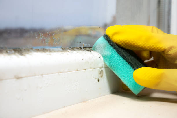 Best Mold Removal Process  in Rochelle, IL