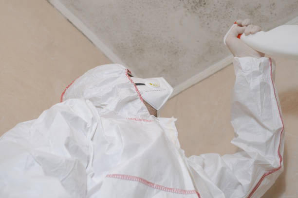 Best Emergency Mold Removal  in Rochelle, IL