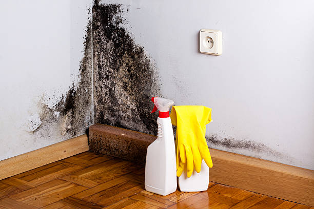 Best Crawl Space Mold Removal  in Rochelle, IL