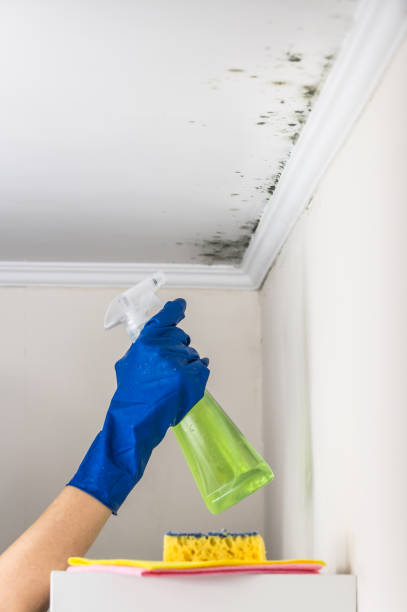 Best Best Mold Removal Companies  in Rochelle, IL