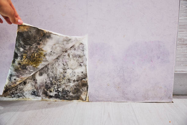 Best Home Mold Removal  in Rochelle, IL